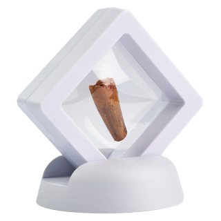 Spinosaurus Tooth in Floating Display Frame