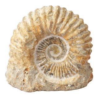 Natural Ammonite with cut base - 10-12cm