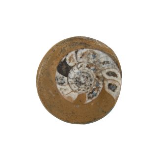 Atlas Mountains Ammonite 