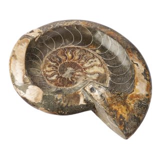 Polished Ammonite bowl - 2.296kg