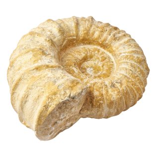 Natural Ammonite - 24cm