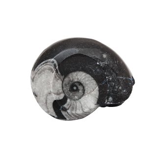 Polished Goniatite Fossil