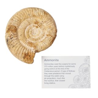 White Ribbed Ammonite 