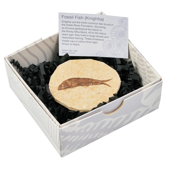 Knightia Fossil Fish 