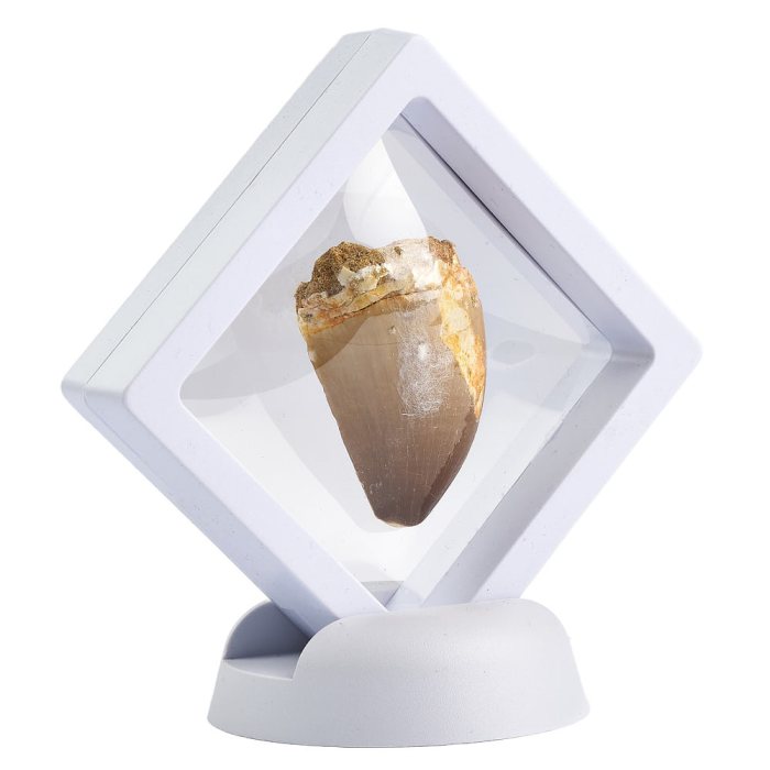 Mosasaur Tooth in Floating Display Frame