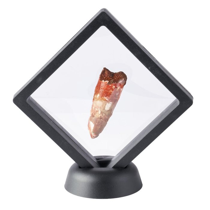 Spinosaurus Dinosaur Tooth Fossil in 7cm Display Frame – Morocco