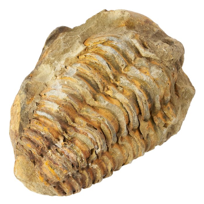 Calymene Trilobite Fossil 