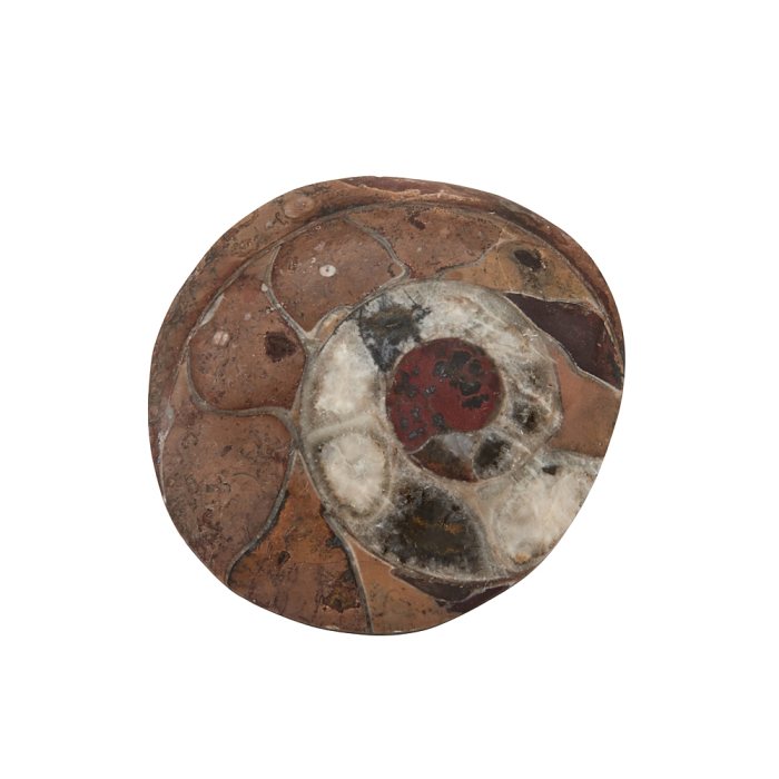 Atlas Mountains Ammonite 