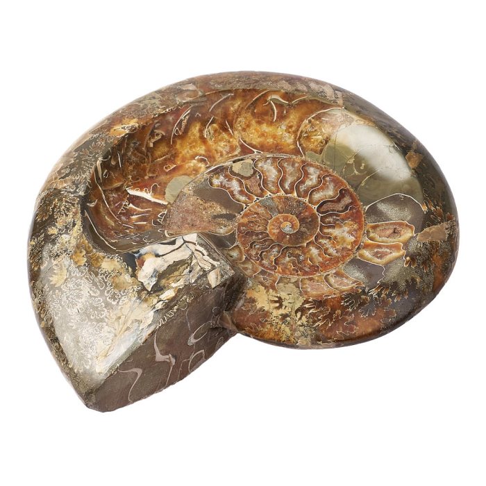 Polished Ammonite Bowl - 2.616kg