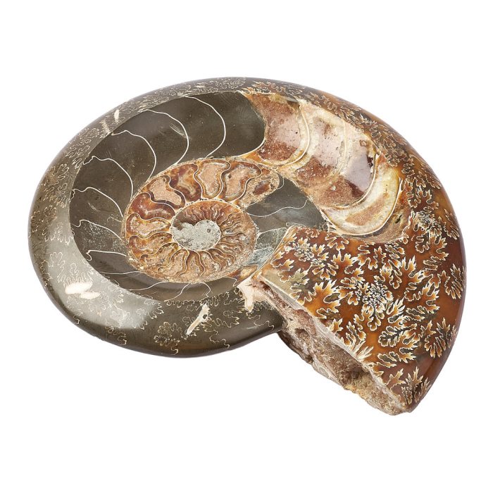 Polished Ammonite bowl - 1.516kg