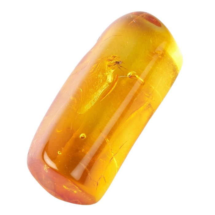 Amber with Fly (0.5 - 1gram) 