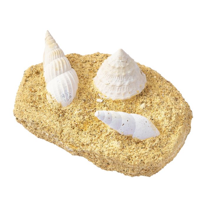 Gastropod Fossils in Matrix