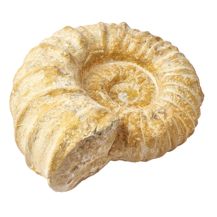 Natural Ammonite - 24cm