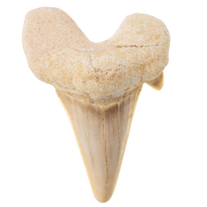Shark Tooth Fossil
