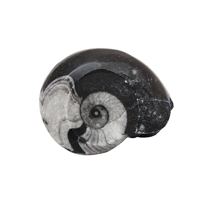 Polished Goniatite Fossil