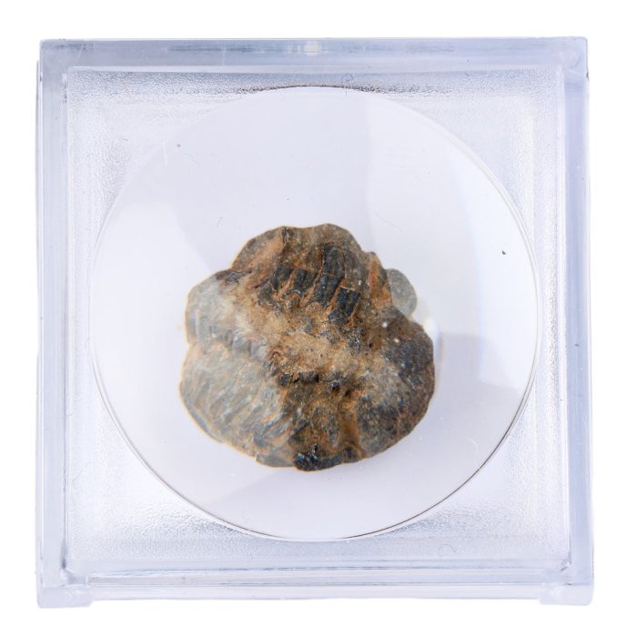 Mini Trilobite in Magnifier Box