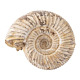 Fossils